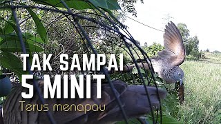 Pikat Merbok Tandang : Tak sampai 5 minit terus terjun..tapau