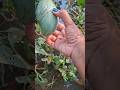 Mango 🥭 nature☘️ jharkhand ka mausam🫠💦#ytshorts #nature #mango #trending #summer #Dhanbad #shorts