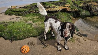 Finn's adventures to Pease Bay, Scottish Borders by Finn the Spaniel  16 views 8 months ago 11 minutes, 51 seconds