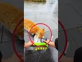 Fotoğraf İçin Poz Veren Akıllı Kedi! (Sonuna Dikkat) 😂