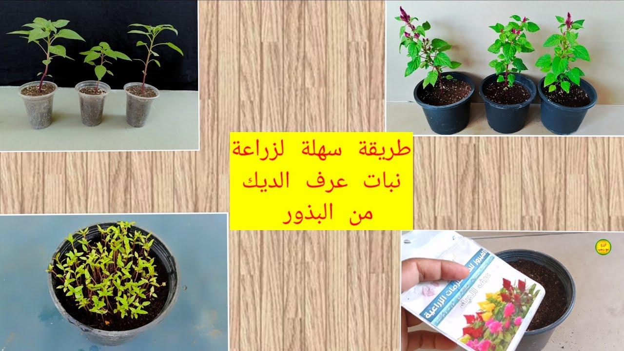 افضل طريقة لزراعة نبات عرف الديك نبات عرف الديك من افضل النبات الزينة