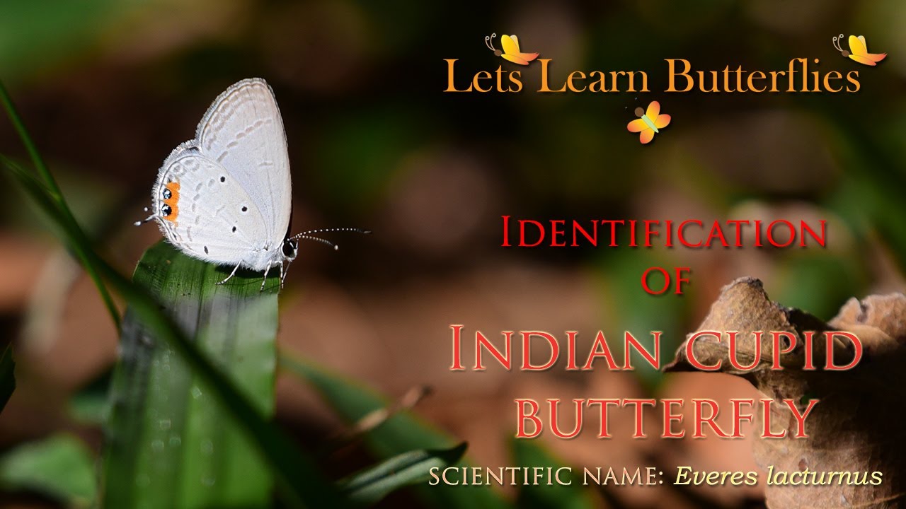 Identification of Indian Cupid (Everes lacturnus) Butterfly in