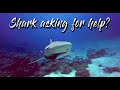 Shark asking for help? (Please, read the description for the full story)