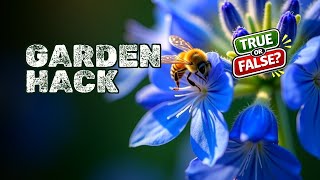 Borage: Multipurpose Garden Ally