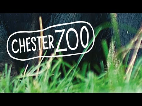 Chester Zoo - YouTube