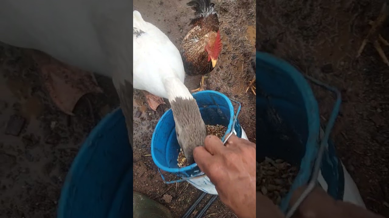 يوم جميل مع الإوز 🦢🦢🇲🇦🔥