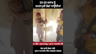 20-20 ਹਜਾਰ ਨੂੰ  ਜਮਨਾਪੁਰੀ ਭੇਡਾਂ ਆਉਂਦੀਆਂ #goatstar #goatfarming #short #shortreel #shortviralreel 2026