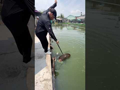 Bị dụ cổ phần vé câu và cái kết ( tập 2 )