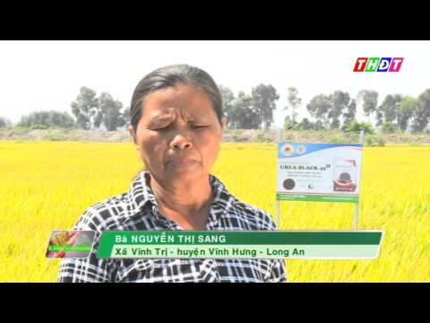 Video Hiệu quả sử dụng Ure Gold và Ure Black - Tập Đoàn Lộc... - youtube