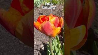 Tulipa ‘Sun Lover’ #tulip #tulipa #liliaceae #bulb #spring #flowers #plants #fleurs #nature