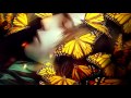 Miniature de la vidéo de la chanson Butterflies