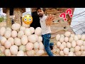 Ye itna zada Eggs kis k Han | Multi Zoo