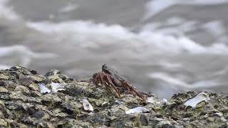 Big Crab On The Goa Beach
