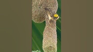Weaver bird making a nest 🪹 🐦‍⬛ #shortvideo #shorts #birds #nature