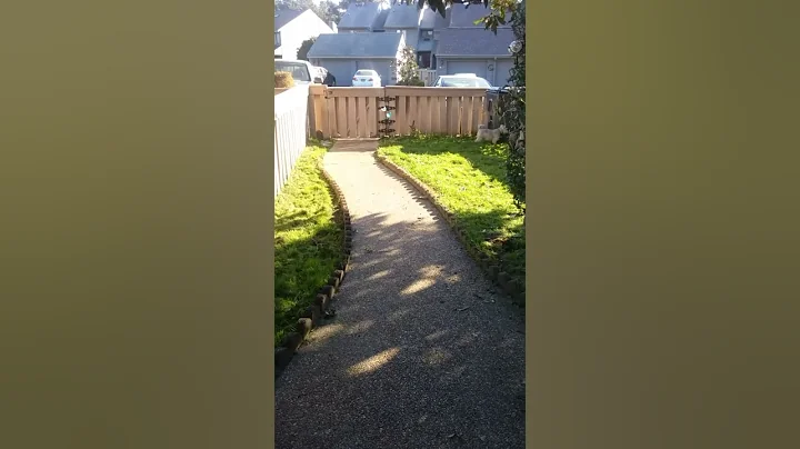 Dogs play