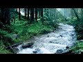 Beautiful mountain river flowing sound forest river relaxing nature sounds sleep relax 10 hours