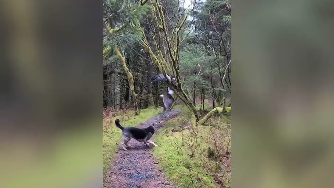 Two Bald Eagles Tangled Up in Tree Rescued