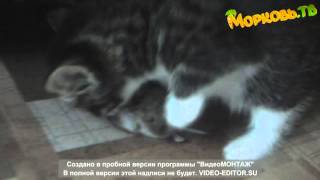 Прикольное видео про котят: самый маленький хищник! Прикольное видео про котят: самый маленький хищник!