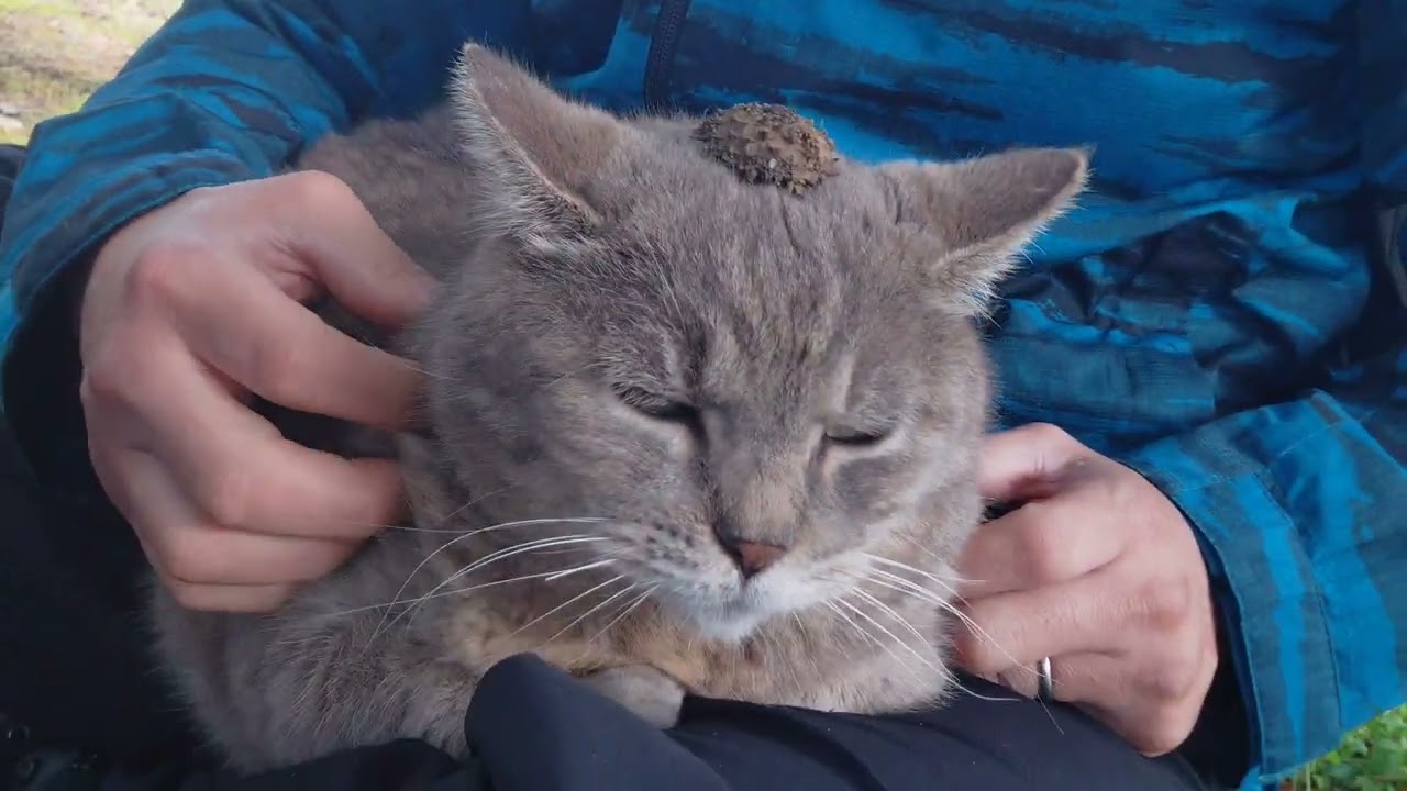 Gray-chan has finished eating! She trotted over to her usual spot