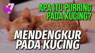 KENAPA KUCING MENDENGKUR (PURRING) DAN BAGAIMANA MEREKA MELAKUKANNYA? | EKOR7