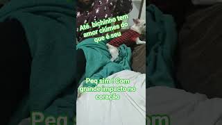 peq sim! mas derruba leão #pets #petsfofinhos #petsfofinhos #cachorro #cachorro