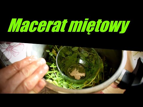 Wideo: Jak Zrobić Miętowy Parfait