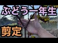 ぶどうの剪定(苗木1年生)〜ここを守ればどんな形でも仕立ては自由〜2022-11-19