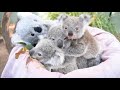 Surrogate Carer Saves Koala Joey After Mother Develops Mastitis