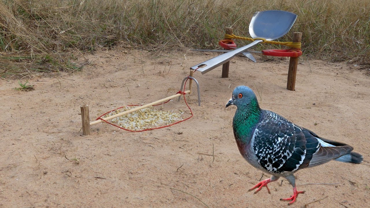 The First Unique Simple Bird Trap Technology Make from Cutter and a Spoon - Best Bird Trap