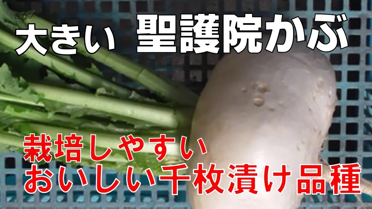 大カブで秋冬どりの作りやすい聖護院カブを栽培しました Youtube