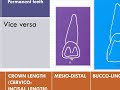 Differences between primary and permanent teeth