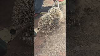 Helping A Hedgehog Remove Ticks #removal #shedding #tickremoval #pets