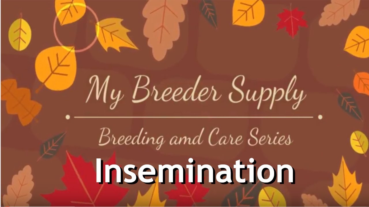 French Bulldog, Insemination