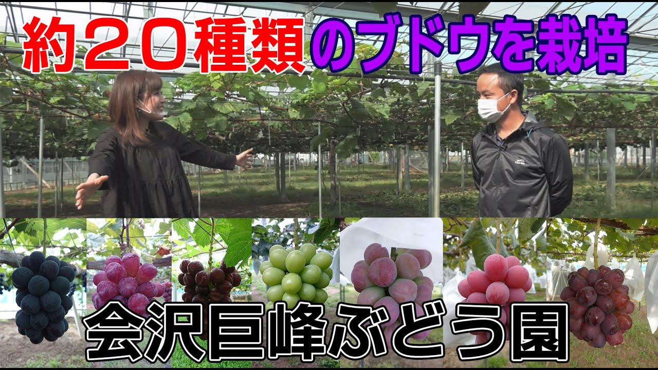 あま い ぶどう 茨城県結城市の名産 結城市魅力発信動画 Youtube