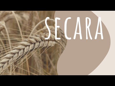 Video: Secară (cereale) - Proprietăți Utile și Utilizarea Secarei, Boabelor De Secară încolțite, Cultivare. Secară De Iarnă, Semănat