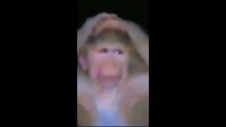 Dünyası Başına Yıkılan Maymun