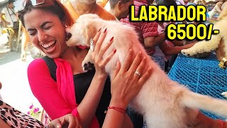 Galiff Street Pet Market Kolkata | dog market in kolkata | kolkata | Gallif street kolkata | Dogs
