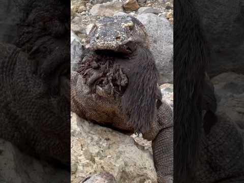 Komodo Swallow Wild Pig #wildlife