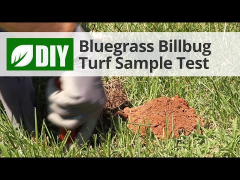 Video: Hoe lyk bluegrass billbug?