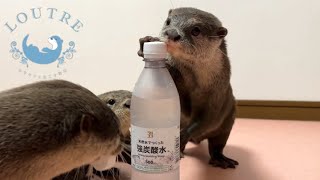 The Otter's Reaction to the Soda Water!