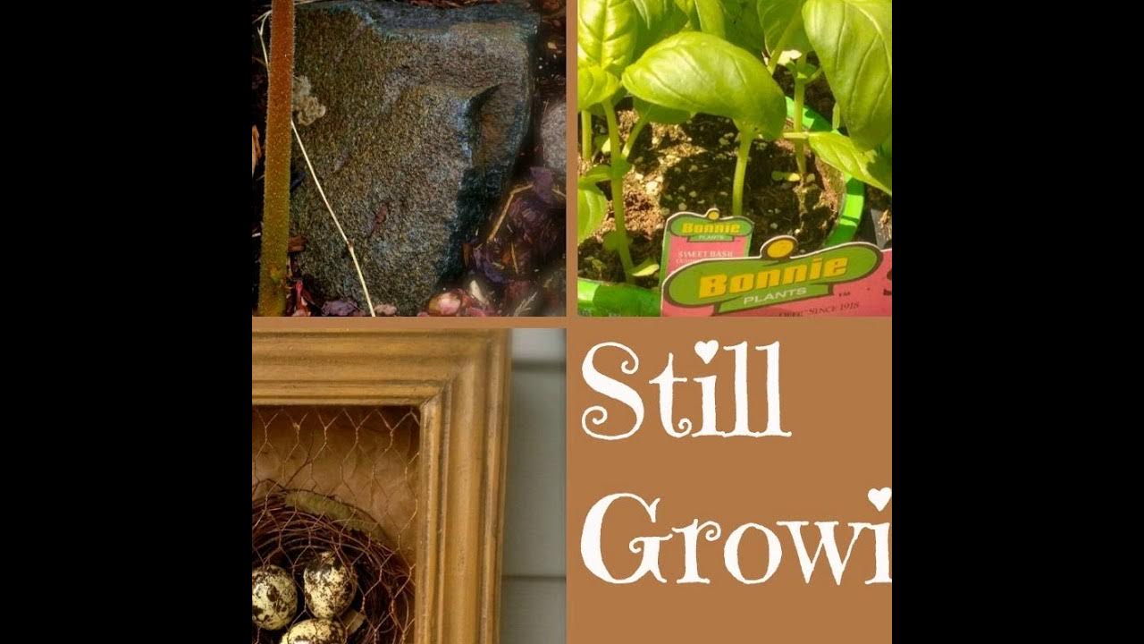 A Home Grown Pantry — Gardening Life News