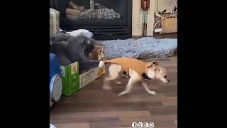 Когда Жертва Василия Spikabustorykogdazhertvavasiliya12916785?