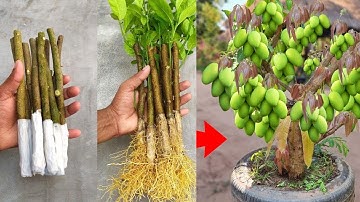 Unique​ Skill Growing Mango​ Tree Using Onions With Quick and Easy Techniques | Grafting Mango Tree