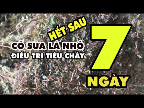 trị tiêu chảy, đi ngoài ra máu từ cây cỏ sữa lá nhỏ rất hiệu quả theo đông y học