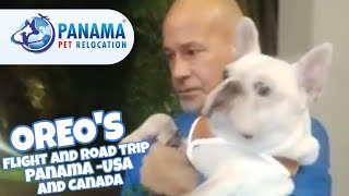 ✈️Moving Pets from Panama to Any Country in the World with Panama Pet Relocation✈️