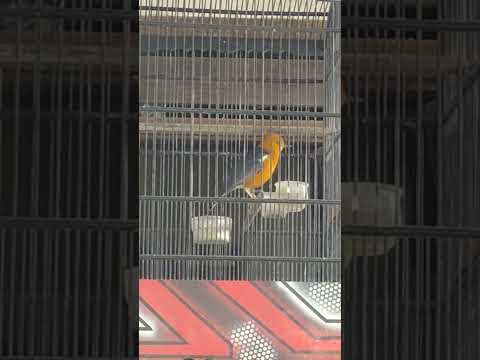 Buka paruh bongkar materi cocok untuk pemasteran juga pancingan biar cepat gacor