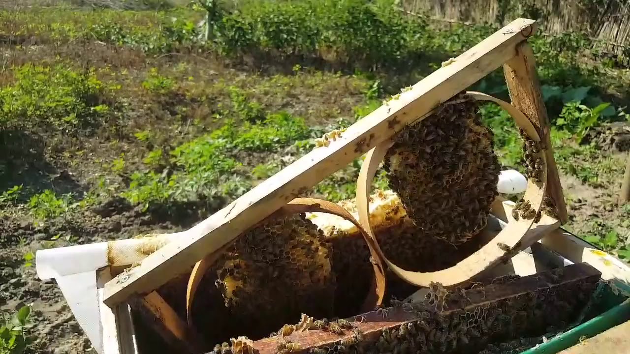 Kasnak petek kabarttırma, karakovan petek kabarttırma, Halil Bilen