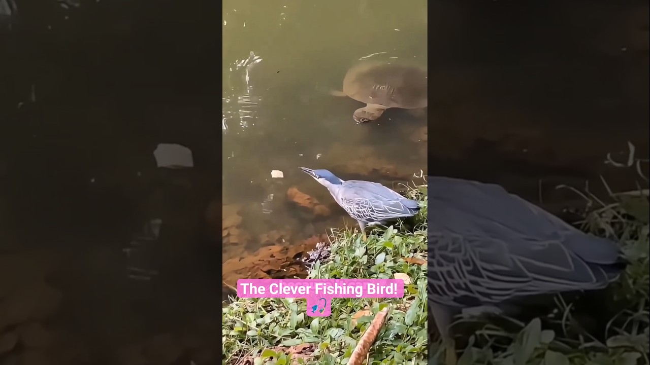 The Clever Fishing Bird! 🎣