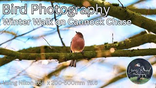Winter Walk in Cannock Chase  Bird Photography using Nikon Z6ii x 200500mm