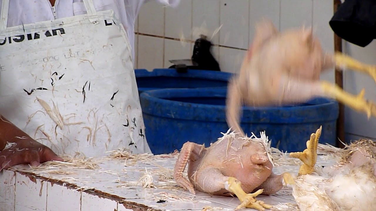 Fastest way how to clean chicken from feathers - seen in Lima, Peru